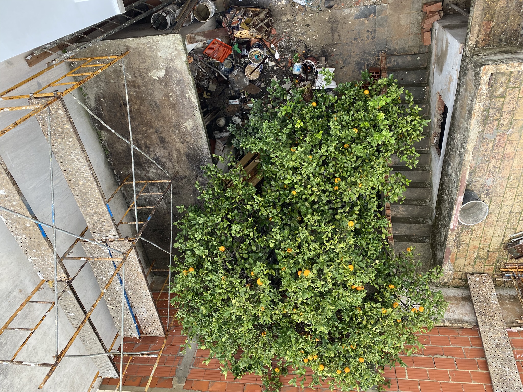 Courtyard image of Orange tree