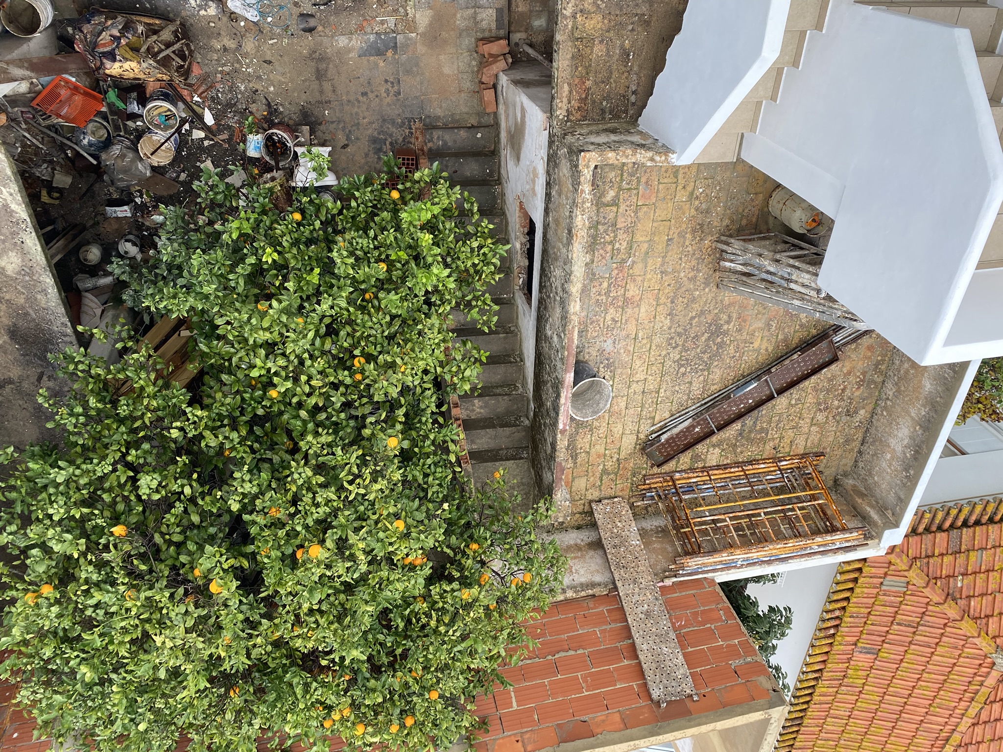 Courtyard image of Orange tree