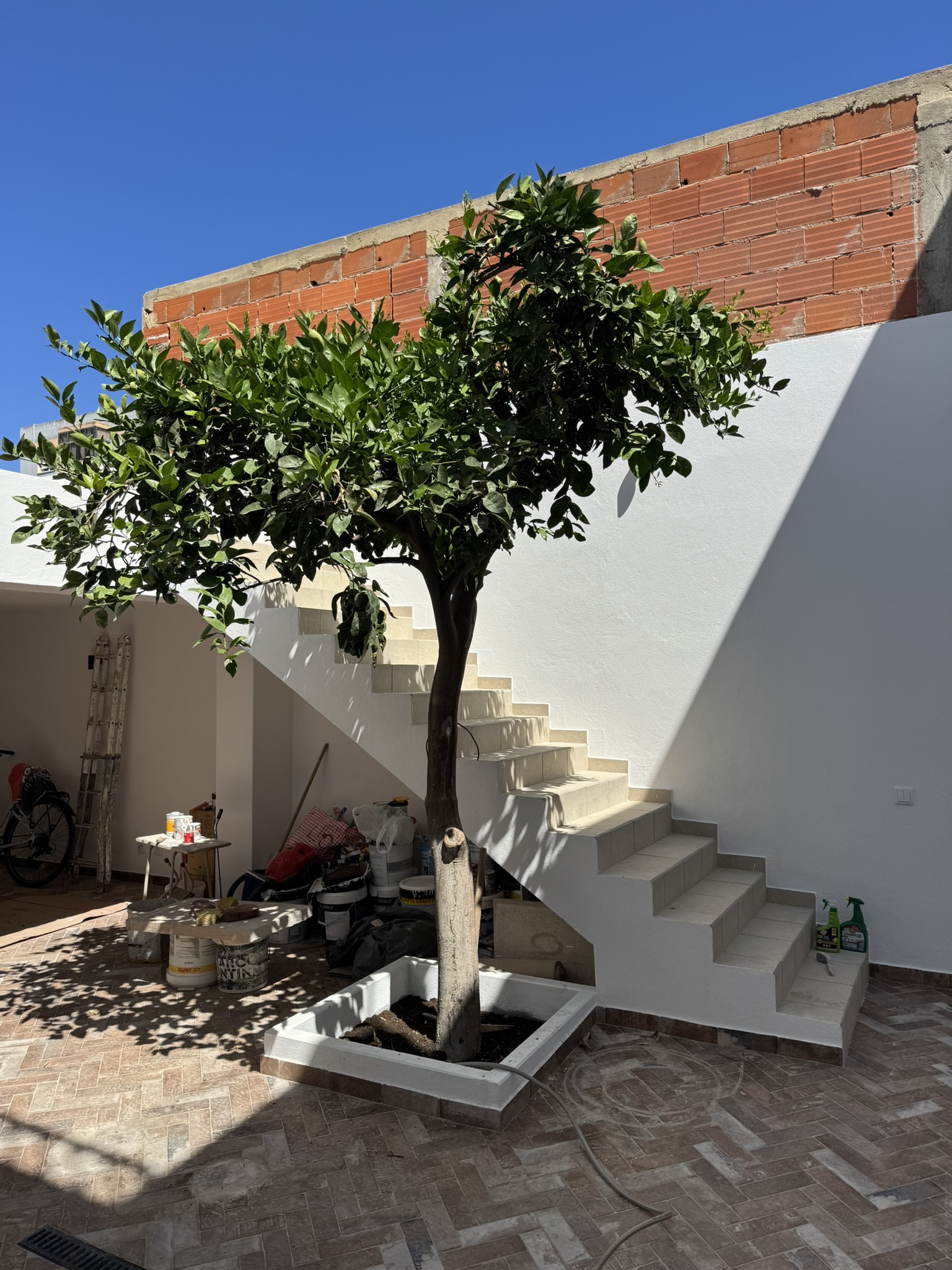 Orange tree