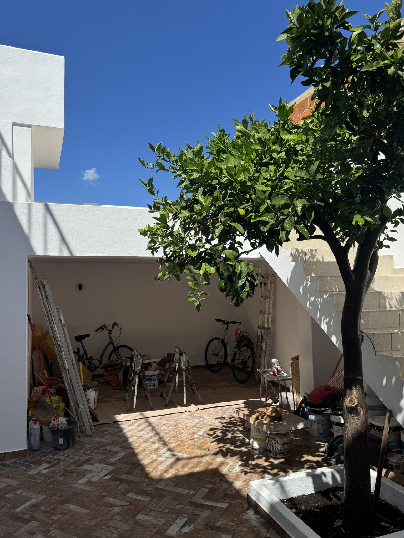 Orange tree